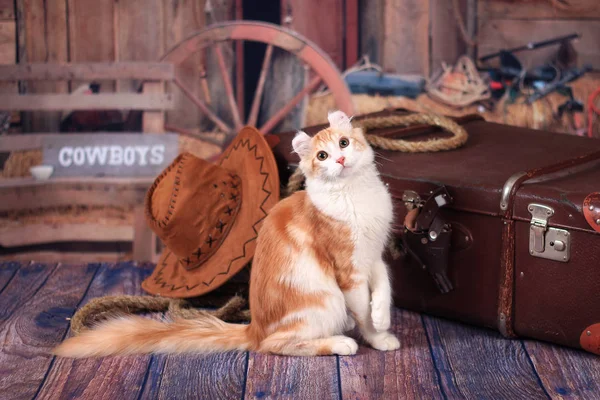 Kitty Americké Curl Poblíž Kufr Stylu Divokého Západu — Stock fotografie