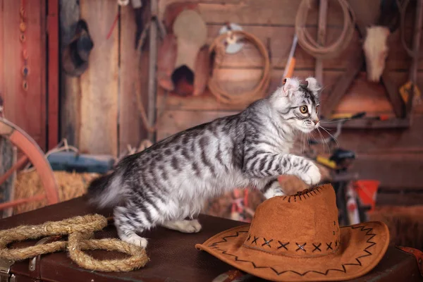 Кітті Американський Curl Валіза Стилі Дикого Заходу — стокове фото