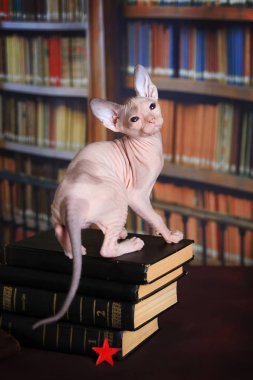 Kütüphanede masada kitaplar Don Sphynx yavru kedi
