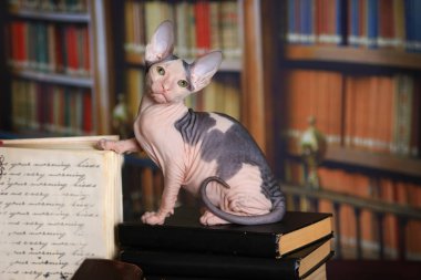 Kütüphanede masada kitaplar Don Sphynx yavru kedi