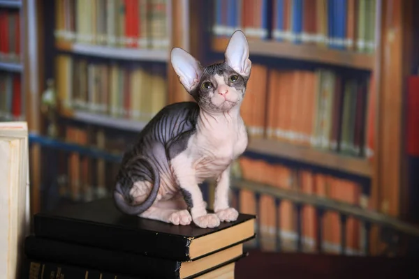 唐斯芬克斯小猫在图书馆桌子上的书 — 图库照片