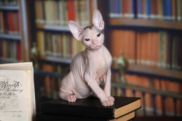 唐斯芬克斯小猫在图书馆桌子上的书 — 图库照片