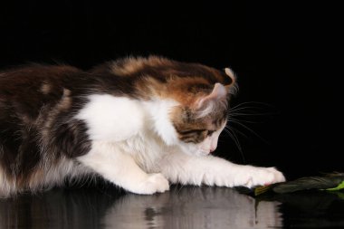 Siyah bir arka plan üzerinde yavru kedi Amerikalı kıvırmak.