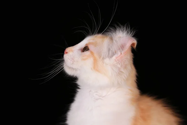 黑色背景上的小猫美国卷发 — 图库照片