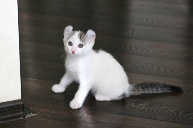 Shorthair Amerikan Kıvırcık kedisi yerde oturuyor.