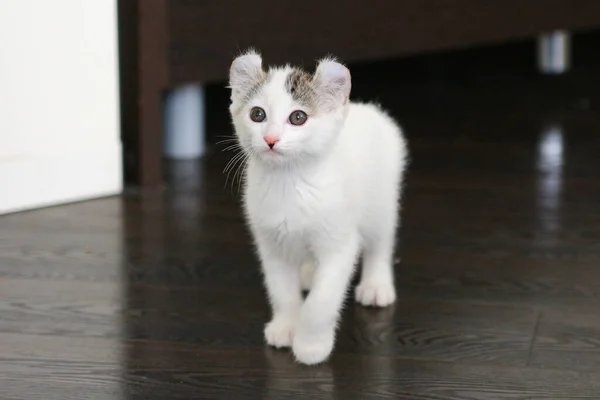 短い髪アメリカンカール子猫は床の上を歩く — ストック写真