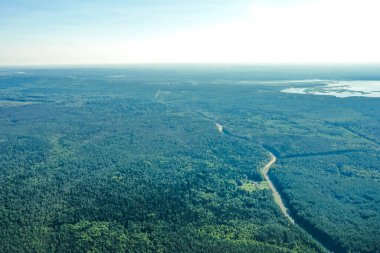 İnsansız hava aracından bir görüntü, kozalaklı bir ormanın kuş bakışı görüntüsü. Orman, kozalaklı orman, yeşil renk, arka plan yeşil, yaz, gün ışığı, orman yapısı.