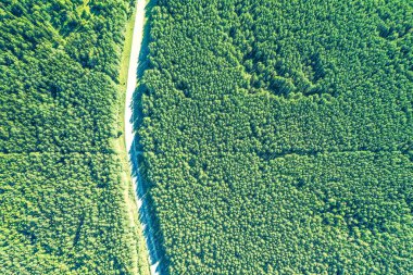 İnsansız hava aracından bir görüntü, yol ve kozalaklı ormanın kuş bakışı görüntüsü. Orman, yol, orman yolu, kozalaklı orman, yeşil renk, arka plan, yeşil, yaz, gün ışığı, orman yapısı.