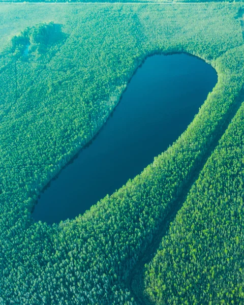 The dark blue surface of the taiga lake is surrounded by dark green forest. A view from a drone, a bird's-eye view. A view of the summer taiga without the presence of people in the daytime.