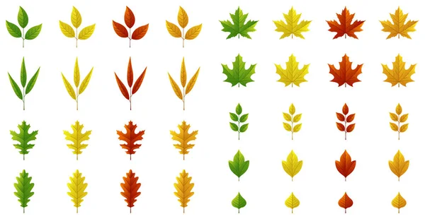 Set Autumn Leaves — Stock Vector