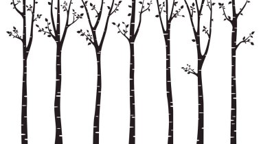 Birch tree silhouette on white background vector