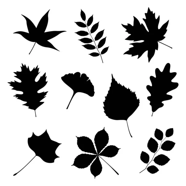 Conjunto de hojas de otoño sobre fondo blanco, ilustración vectorial — Archivo Imágenes Vectoriales