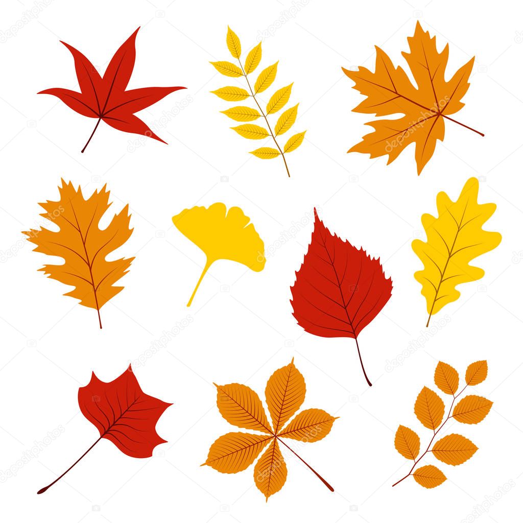 Set of autumn leaves on white background, vector illustration