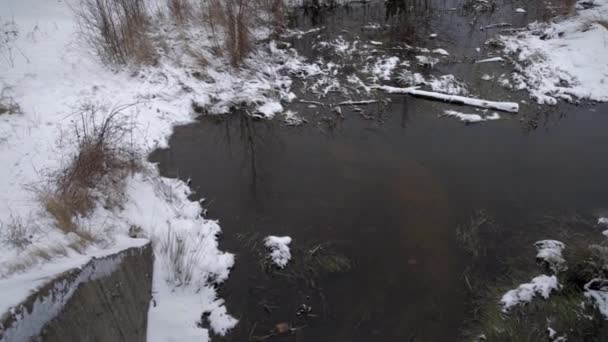 Small Winter Creek Algae — Stock Video