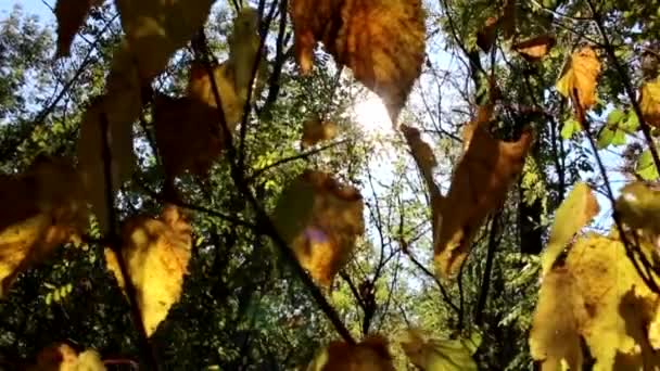 秋天的森林在阳光下 — 图库视频影像