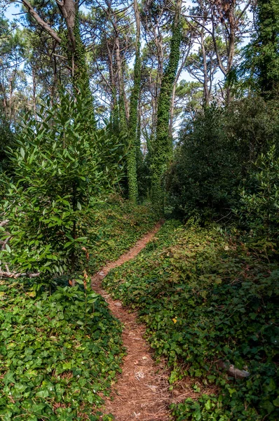 Pad in het bos van Villa Gesell — Stockfoto