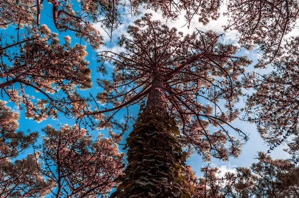 A tree from below in the forest of Villa Gesell, Argentina