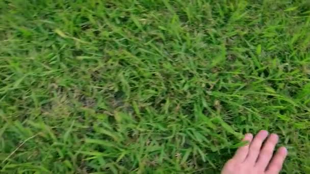 Homme touchant l'herbe verte poussant doucement de droite à gauche 
