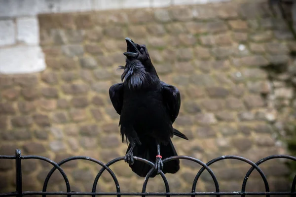 Чорний ворон, що стоїть на паркані, використовує свої пагони, ганяючись зі старим фоном з цегли — стокове фото
