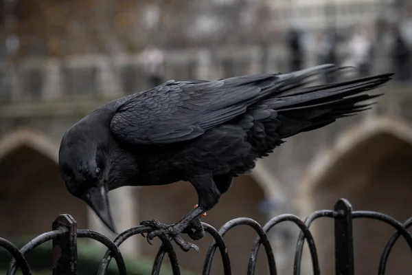Schwarze Krähe, die mit ihren Greifzangen auf einem Zaun steht, während sie mit ihrem Schnabel hackt — Stockfoto