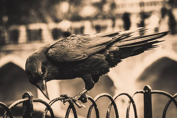 Ilustration of a black crow standing on a fence using its grapples while chopping with its beak — Stock Photo, Image
