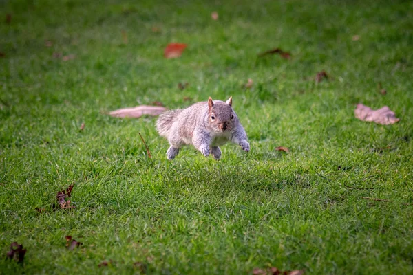 Esquilo correndo e pulando na grama verde e folhas secas de outono, atirar tomado no momento certo, quando o animal parece estar flutuando no ar . — Fotografia de Stock