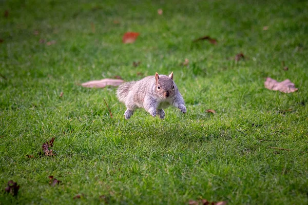 Squirrel running and jumping in the green grass and dry autumn leaves, shoot taken in the right moment when the animal seems to be floating in the air. Royalty Free Stock Photos