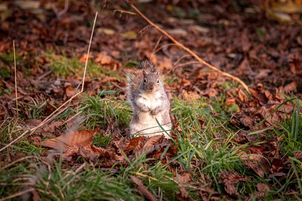 Squirrel makan di rumput hijau dan daun musim gugur kering sambil melihat kamera — Stok Foto