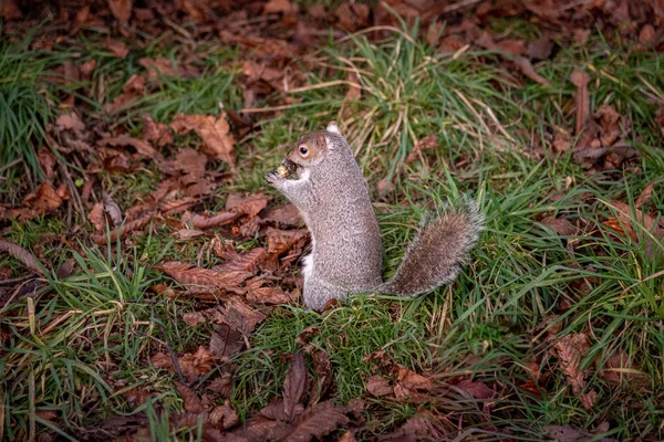 Eichhörnchen fressen im grünen Gras und trockenen Herbstblättern — Stockfoto