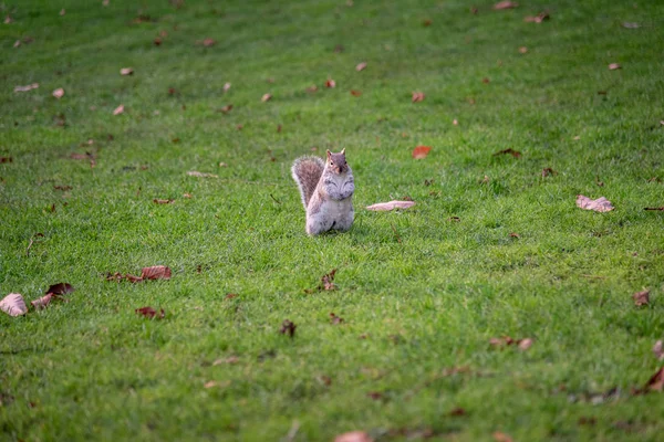 Squirrel eating in the green grass and dry autumn leaves — Stock Photo, Image
