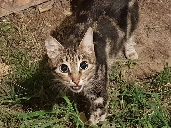 a grinning cat with a displeased glance sits on the grass near the yard on the background of a red brick wall and looks into the cameras.