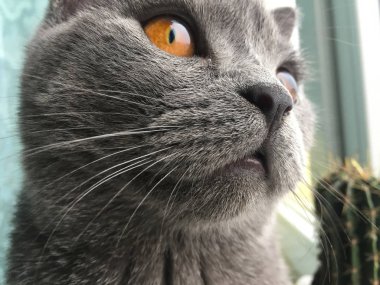 Büyük Derma gözlü sevimli kedi