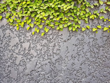 Yaprakları - kaba doku zemin ile gri beton duvar