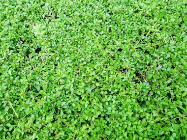 Yeşil çit yeşillik arka plan. Yeşil çalılar yaprakları.