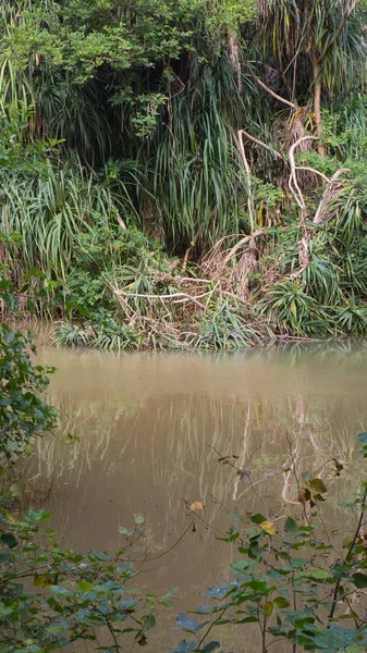 Forest Stream Tropical Jungle Wild Nature Beautiful Green Rainforest Wildlife — Stock Photo, Image