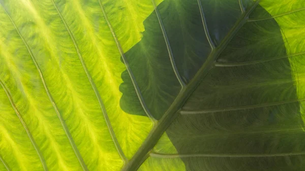 Güzel Bir Kadın Silueti Bir Tropikal Yaprak Zemin Üzerine Sağlıklı — Stok fotoğraf