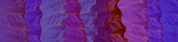 Skinali. Hojas tropicales púrpuras, lila y azul. Concepto ecológico. ¡Ju! —  Fotos de Stock