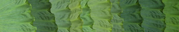 Skinali. grüne tropische Blätter. Öko-Konzept. Dschungel. — Stockfoto