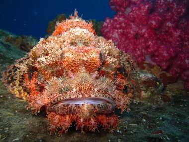 Sualtı dünyada derin suda mercan ve bitkiler çiçek flora mavi dünya deniz yaban hayatı, seyahat doğa güzellik keşif dalış gezi, eğlence dalış maceraları. Balık, mercan ve deniz canlılarının