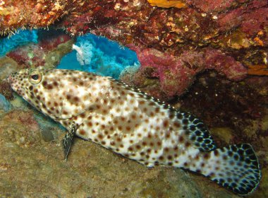 Sualtı dünyada derin suda mercan ve bitkiler çiçek flora mavi dünya deniz yaban hayatı, seyahat doğa güzellik keşif dalış gezi, eğlence dalış maceraları. Balık, mercan ve deniz canlılarının