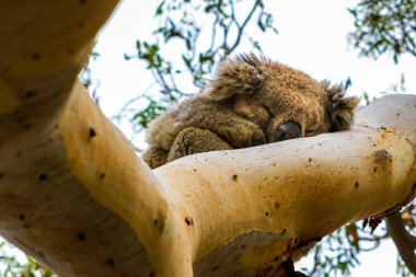 Koala okaliptüs ağacında Avustralya'da okyanus yolda uyku