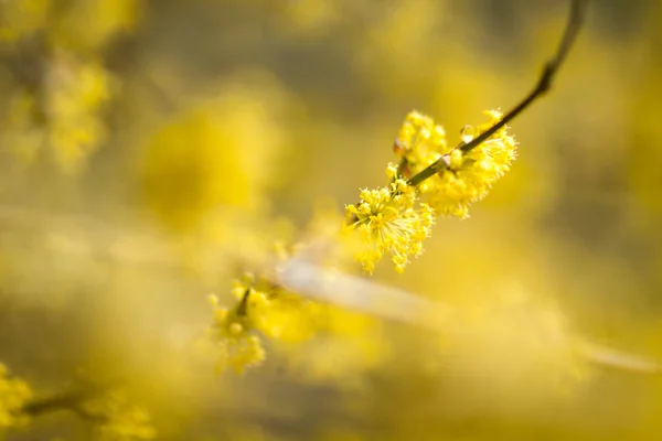 Napsütéses Nap Tavaszi Virágok Gyönyörű Orchard Absztrakt Elmosódott Háttér Tavaszi — Stock Fotó