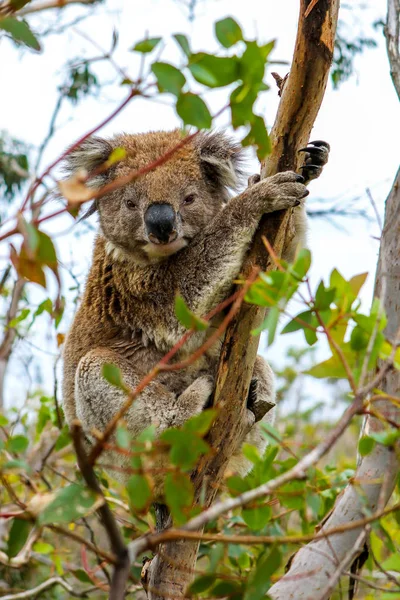 Sitzender Koala Eukalyptusbaum Australien Auf Der Meeresstraße — Stockfoto