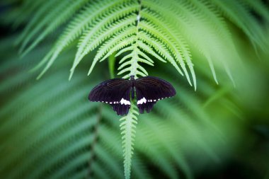 Yeşil yaprak üzerinde güzel kelebek. Yaz mevsiminde yeşillikler,