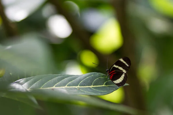 Yeşil yaprak üzerinde güzel kelebek. Yaz mevsiminde yeşillikler,