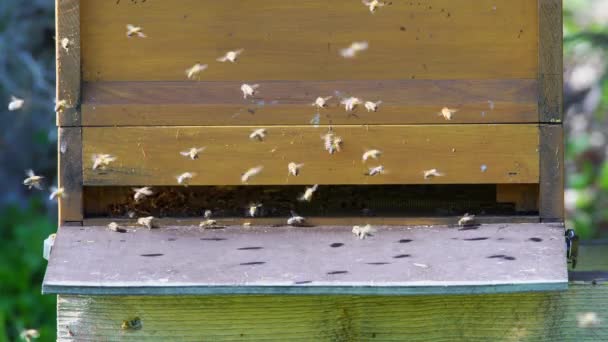 Arı Kutularının Etrafında Uçan Bir Bal Arısı Sürüsü — Stok video