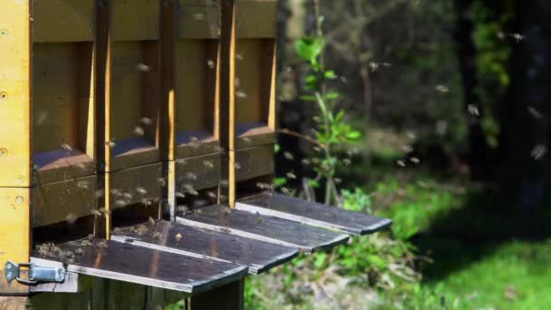 Ein Schwarm Honigbienen Fliegt Bienenkästen — Stockvideo