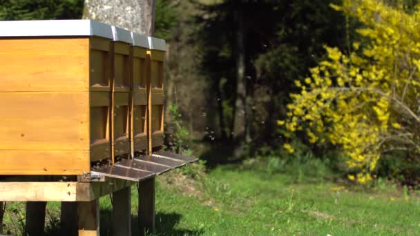 Enjambre Abejas Volando Alrededor Cajas Abejas — Vídeo de stock