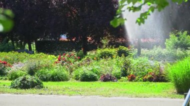 Sprinkler sıcak güneşli bir yaz gününde parkta bitkiler üzerinde su dağıtır