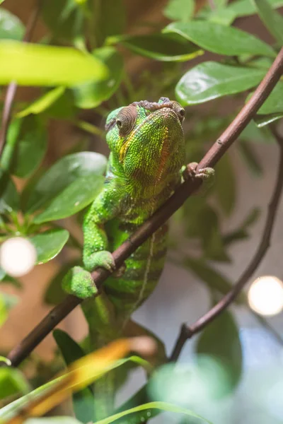 yeşil sürüngen yaprakları üzerinden ağaç dalı tırmanışı